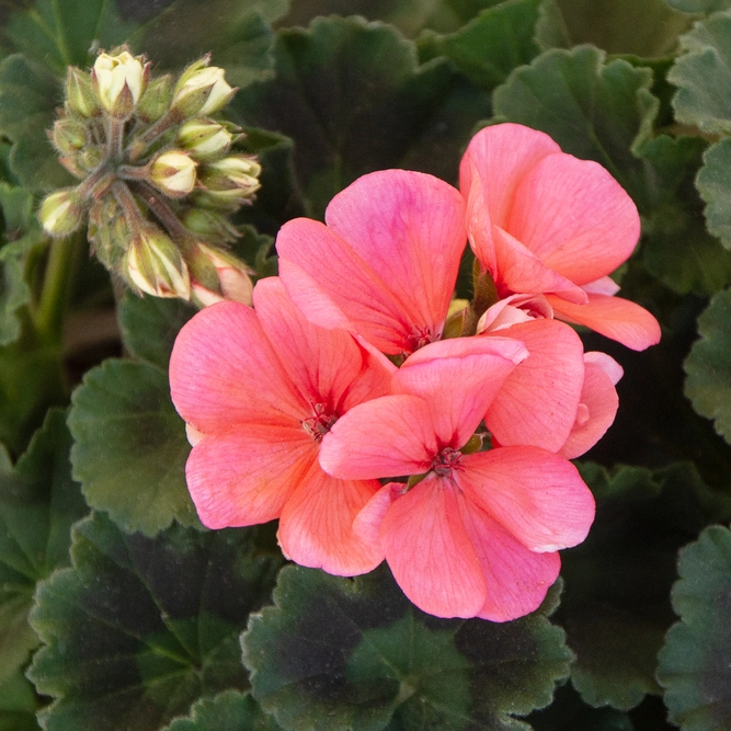 Geranium Zonal Salmon (Pot Size 10.5cm) - image 1