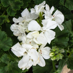Geranium Zonal White (Pot Size 10.5cm) - image 1