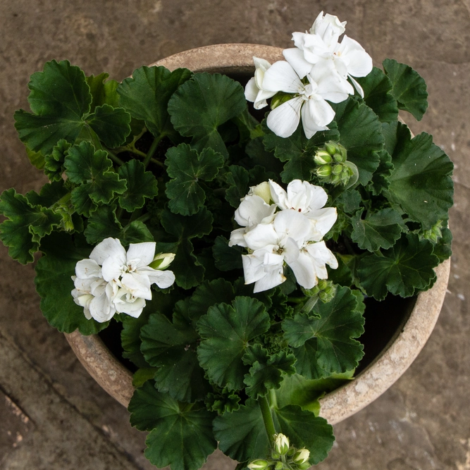 Geranium Zonal White (Pot Size 10.5cm) - image 2