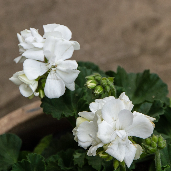 Geranium Zonal White (Pot Size 10.5cm) - image 3