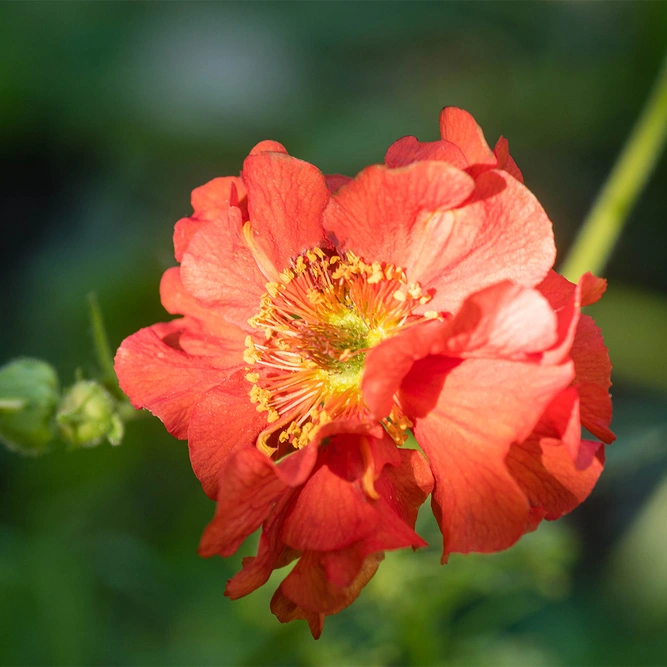 Geum Fiery Tempest available at Boma Garden Centre image by Derek Winterburn