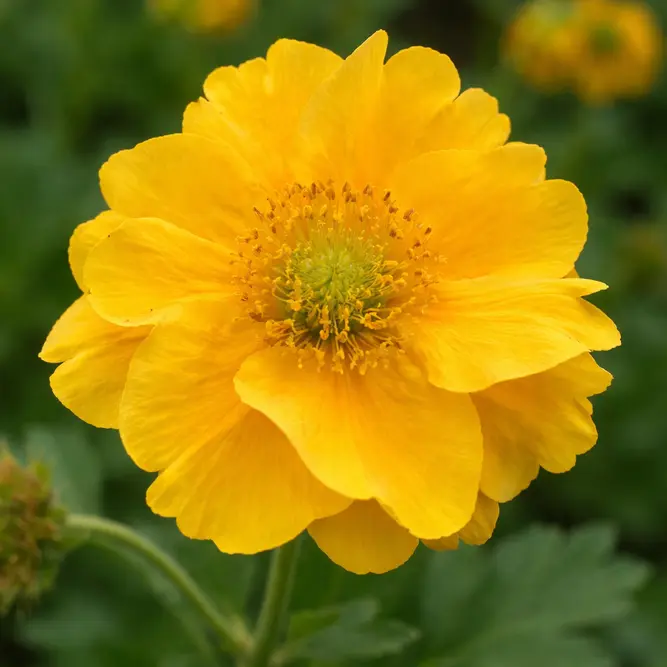 Geum 'Lady Stratheden' (Pot Size 1L)