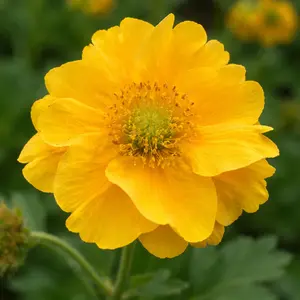 Geum 'Lady Stratheden'