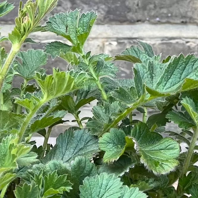 Geum 'Mrs J Bradshaw' (Pot Size 3L) - image 3