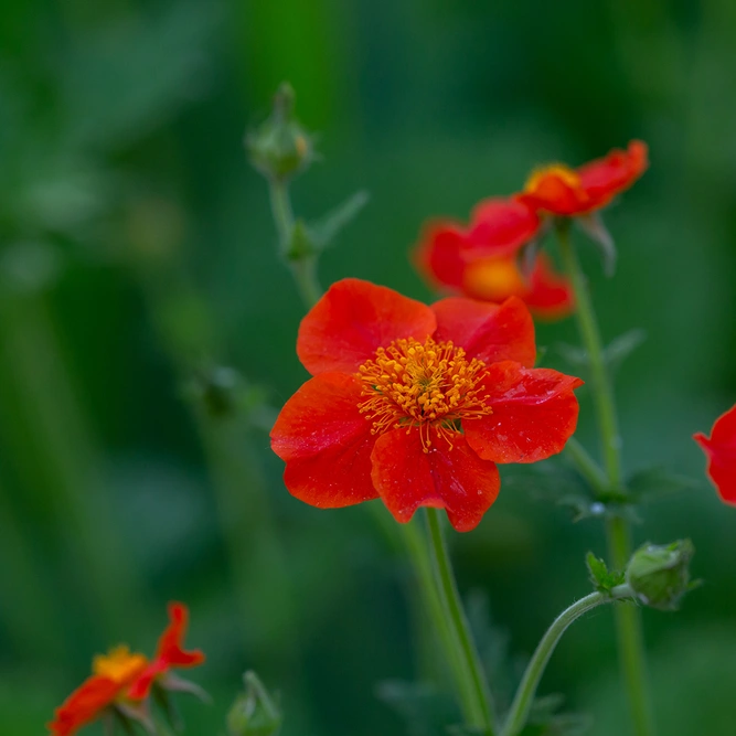 Geum 'Mrs J Bradshaw' (Pot Size 3L) - image 1