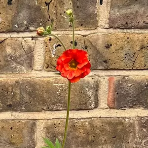 Geum 'Scarlet Tempest' - Tempest Series (Pot Size 3L) Scarlet Tempest Avens - image 2