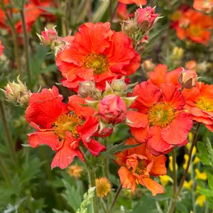 Geum 'Scarlet Tempest' - Tempest Series (Pot Size 3L) Scarlet Tempest Avens - image 1