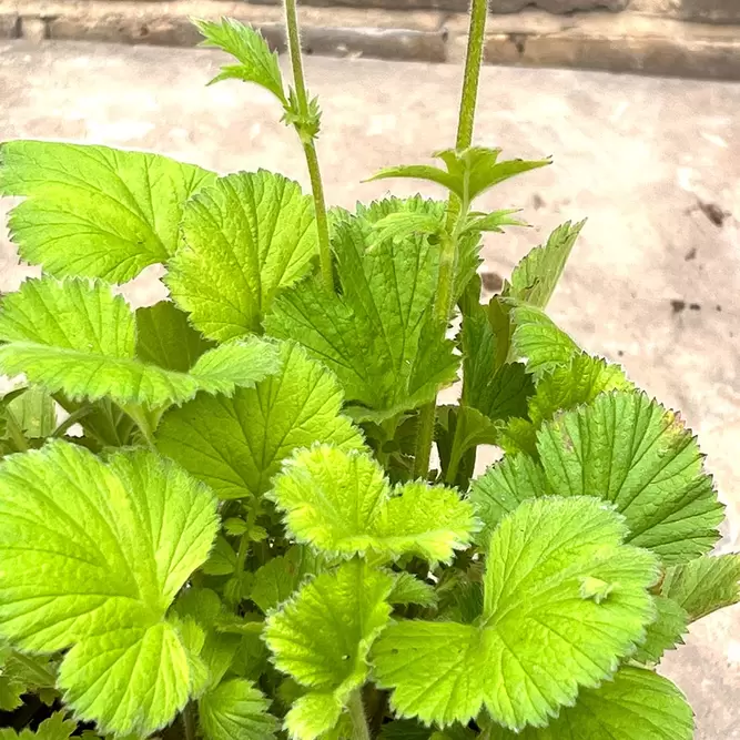Geum 'Scarlet Tempest' - Tempest Series (Pot Size 5L) Scarlet Tempest Avens - image 3