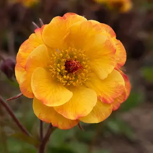 Geum 'Tequila Sunrise' (Pot Size 1L)