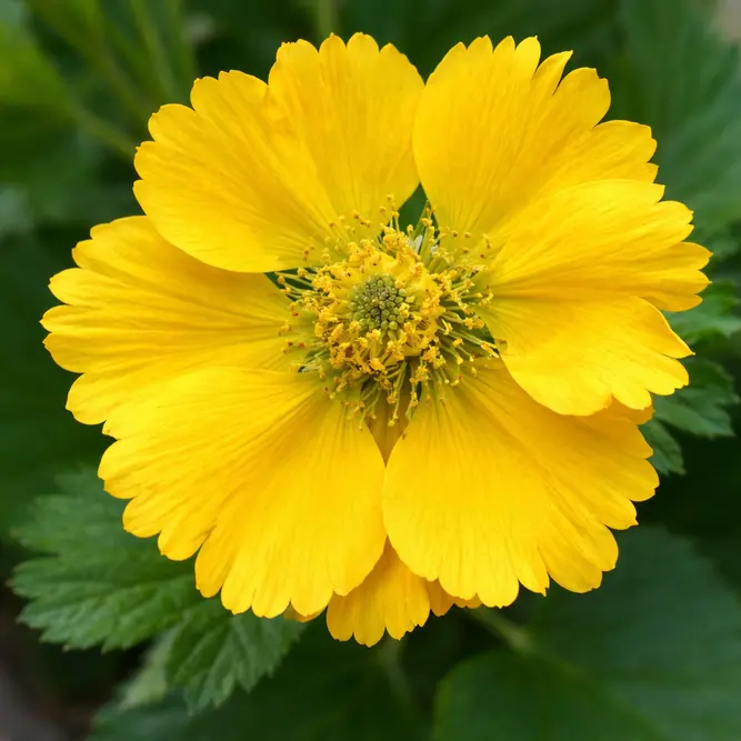 Geum 'Tosai Yellow' (Pot Size 1L)