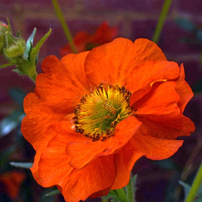 Geum 'Tropical Tempest' available at Boma Garden Centre image by Rachel_ B