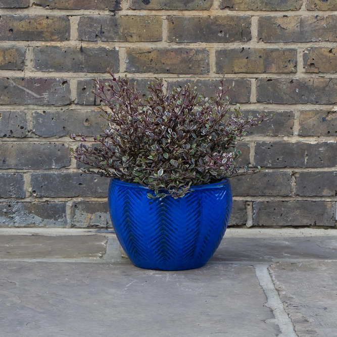 Glazed Blue Fishbone Portly Egg Terracotta Planter (D30cm x H20cm) Outdoor Plant Pot - image 7