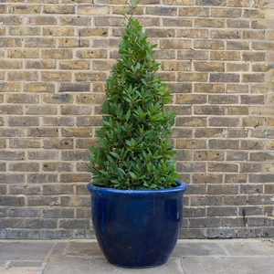Glazed Blue Rim HP001 (D60cm x H50cm) Terracotta Planter  Outdoor Plant Pot - image 3