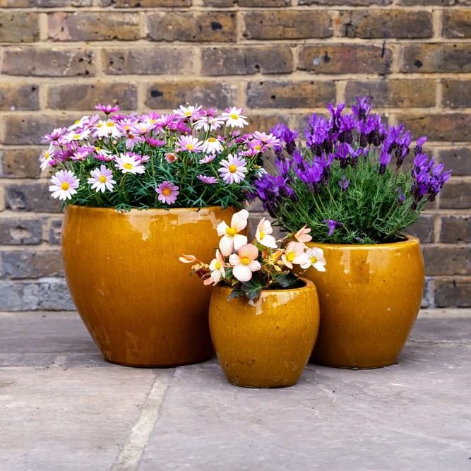 Glazed Terracotta Belly Honey Planter (D20cmx18cm) Handmade Outdoor Plant Pot - image 2