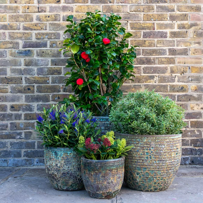 Glazed Terracotta Planter Aspara Green Mist (D56x48cm) Outdoor Plant Pot - image 3