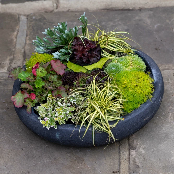 Glazed Volcanic Coral Terracotta Bowl Nico (D43x10cm) Outdoor Plant Pot - image 3