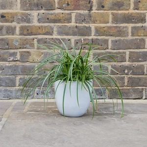 Glazed White Egg Pot Terracotta Planter (D21cm x H20cm) Outdoor Plant Pot - image 3