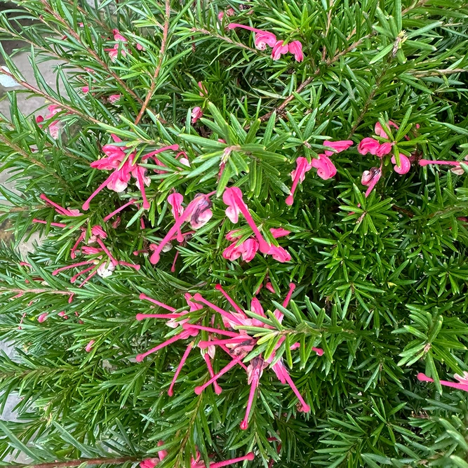 Grevillea Clear View David (Pot Size 10L) - image 1