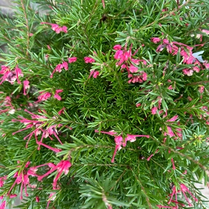 Grevillea Clear View David (Pot Size 10L) - image 2