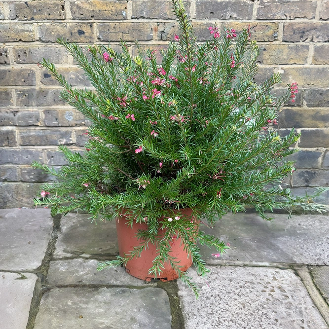 Grevillea Clear View David (Pot Size 10L) - image 3