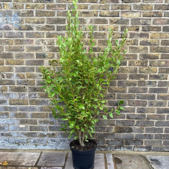 Griselinia Hedge (Pot Size 5L) New Zealand Broadleaf Hedge - Evergreen Hedging Plant - image 2