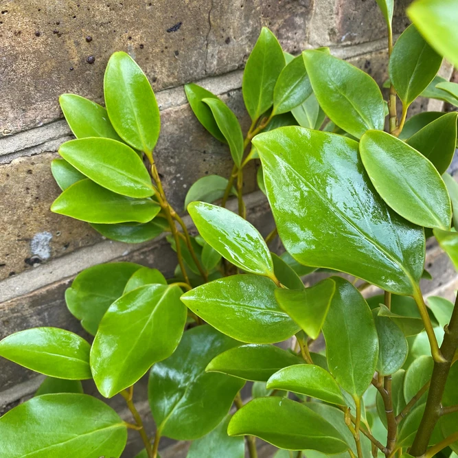 Griselinia Hedge (Pot Size 5L) New Zealand Broadleaf Hedge - Evergreen Hedging Plant - image 3