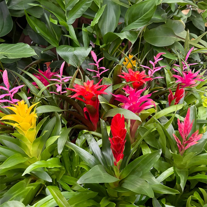 Guzmania 'Cupcake' Mix (Pot Size 12cm) Bromeliad - image 1