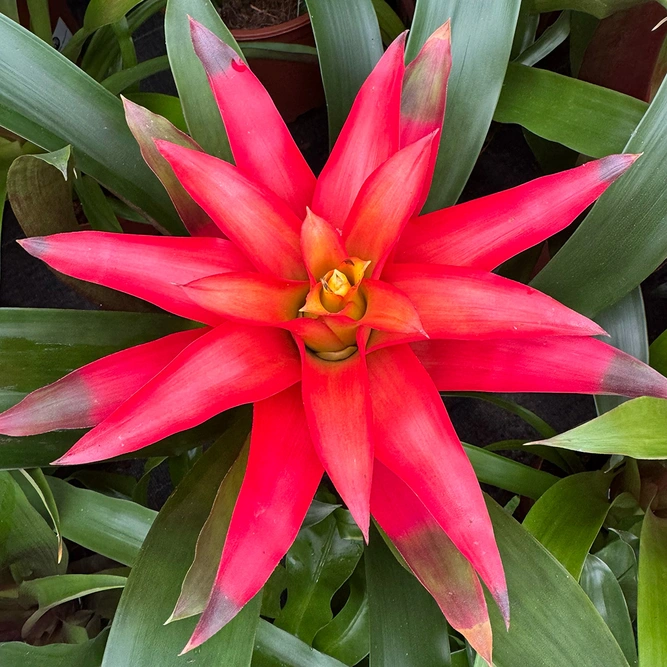 Guzmania 'Cupcake' Mix (Pot Size 12cm) Bromeliad - image 2