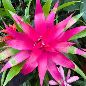 Guzmania 'Cupcake' Mix (Pot Size 12cm) Bromeliad - image 3