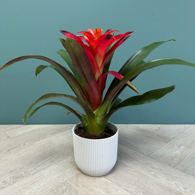 Guzmania 'Cupcake' Mix (Pot Size 12cm) Bromeliad - image 4