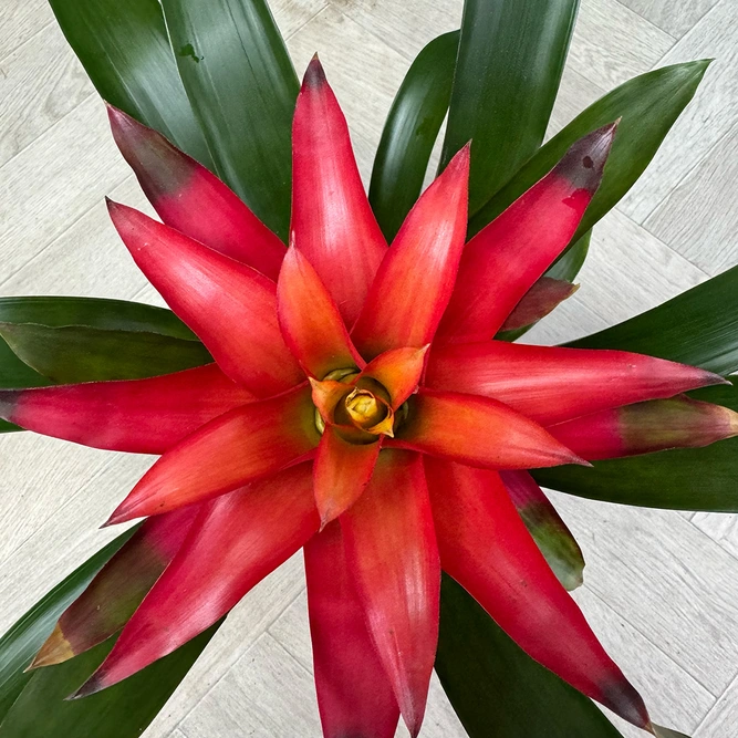 Guzmania 'Cupcake' Mix (Pot Size 12cm) Bromeliad - image 5