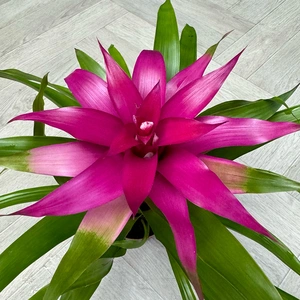 Guzmania 'Cupcake' Mix (Pot Size 12cm) Bromeliad - image 6