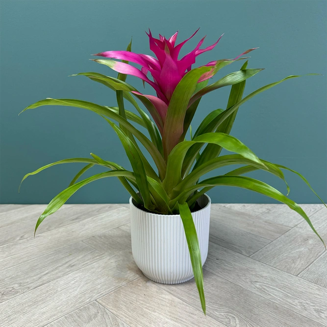 Guzmania 'Cupcake' Mix (Pot Size 12cm) Bromeliad - image 7