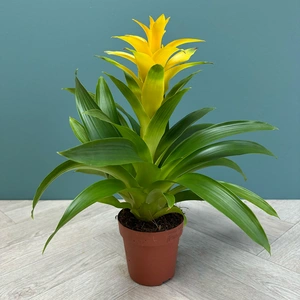 Guzmania 'Cupcake' Mix (Pot Size 12cm) Bromeliad - image 8