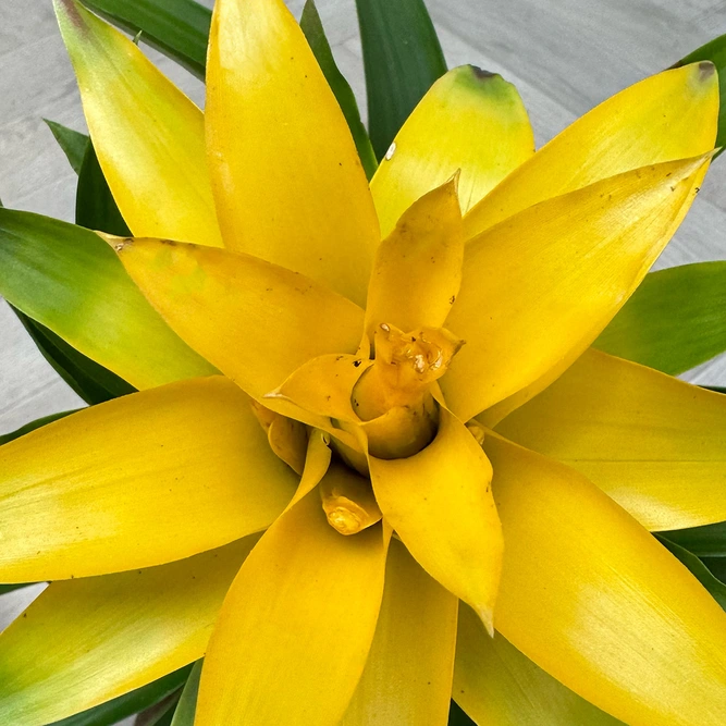 Guzmania 'Cupcake' Mix (Pot Size 12cm) Bromeliad - image 9