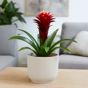Guzmania 'Francesca Purple' (Pot Size 13cm Height 40cm) Bromeliad - image 2