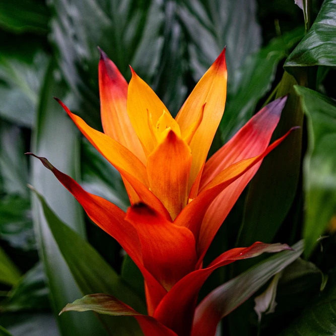 Guzmania 'Variada' (Pot Size 12cm Height 50cm) Bromeliad - image 1