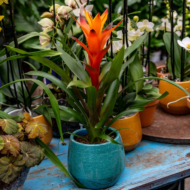 Guzmania 'Variada' (Pot Size 12cm Height 50cm) Bromeliad - image 2