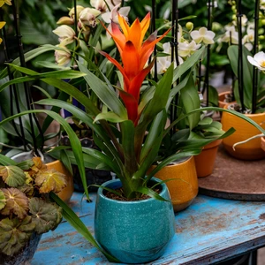 Guzmania 'Variada' (Pot Size 12cm Height 50cm) Bromeliad - image 2