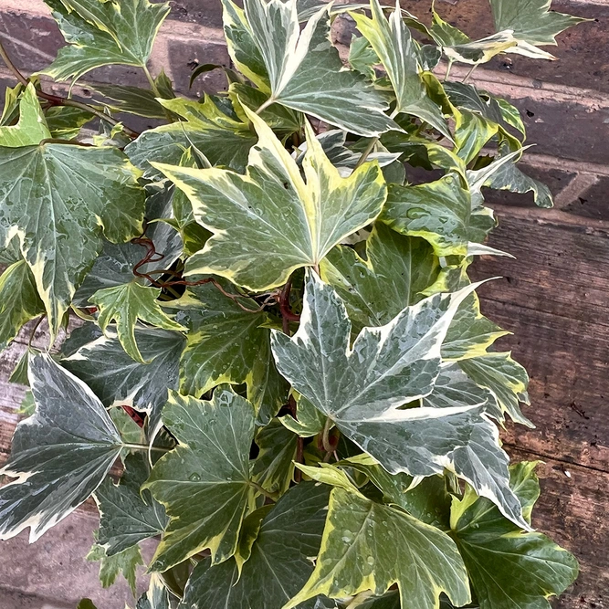 Hadera 'Yellow Ripple' (13cm) English Ivy - image 1