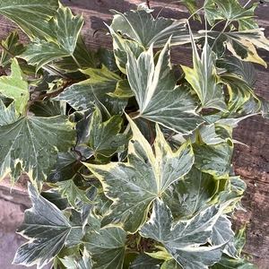 Hadera 'Yellow Ripple' (13cm) English Ivy - image 3