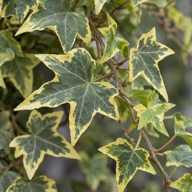 Hadera 'Yellow Ripple' (13cm) English Ivy