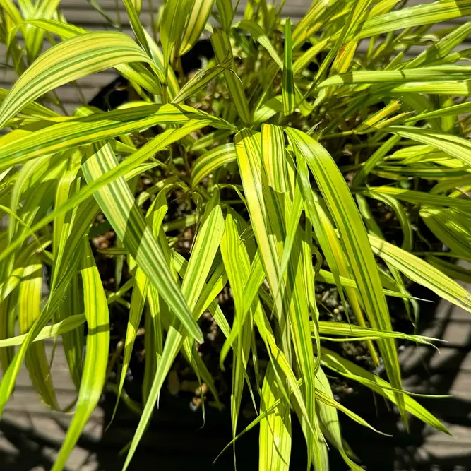 Hakonechloa macra 'Aureola' (Pot Size 2L) Japanese Forest Grass - image 1