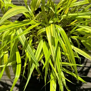 Hakonechloa macra 'Aureola' (Pot Size 2L) Japanese Forest Grass - image 1