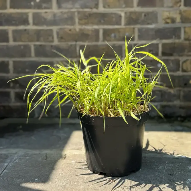 Hakonechloa macra 'Aureola' (Pot Size 2L) Japanese Forest Grass - image 2