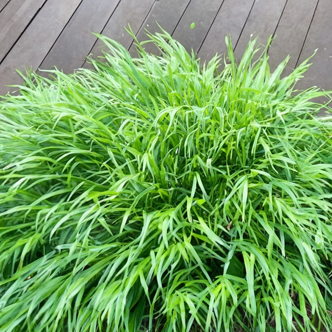 Hakonechloa macra (Pot Size 17cm) Japanese Forest Grass