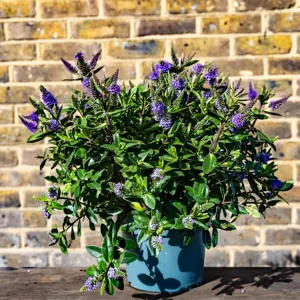 Hebe addenda® 'Donna Anna' (Pot Size 17cm) Shrubby Veronica - image 1