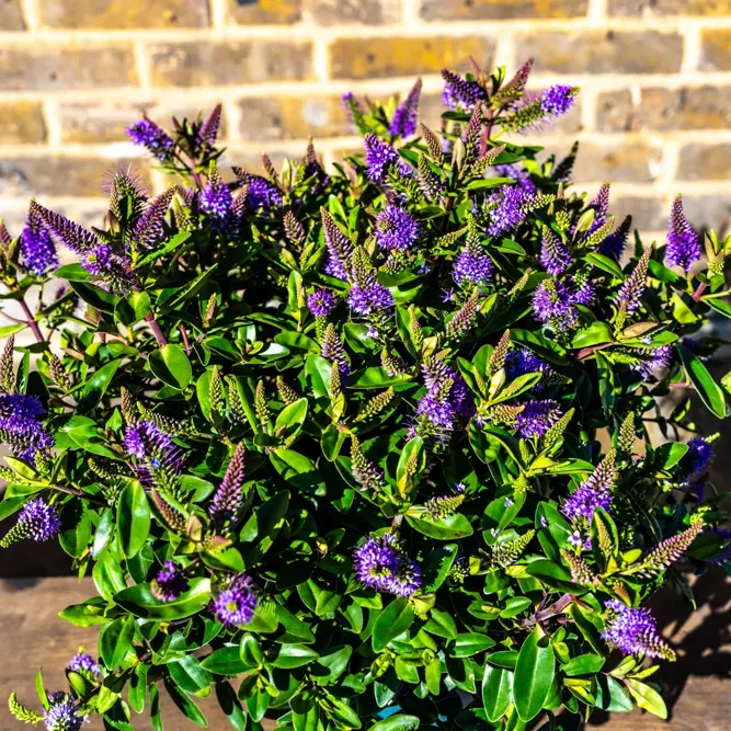 Hebe addenda® 'Donna Anna' (Pot Size 17cm) Shrubby Veronica - image 2
