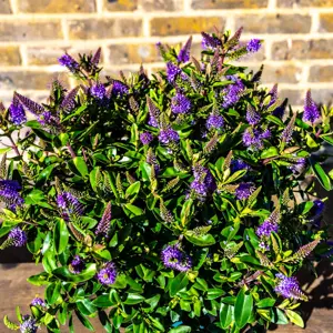 Hebe addenda® 'Donna Anna' (Pot Size 17cm) Shrubby Veronica - image 2