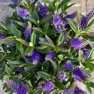 Hebe Addenda 'Donna Britta' (23cm) Purple Flowering Hebe - image 1